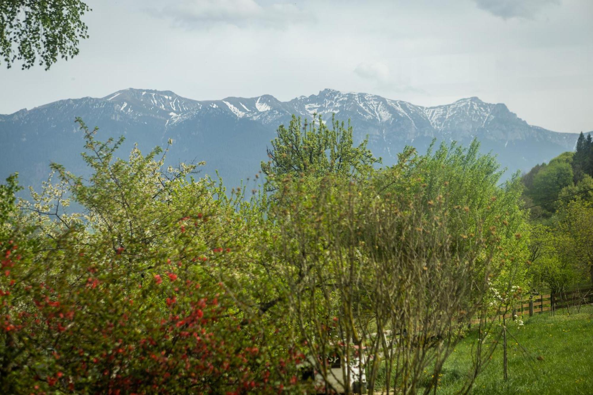 Villa Alba By Akasha Retreat Bran (Brasov) Exterior foto